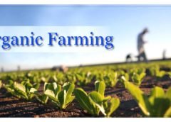 Tunisia plans to expand exports of organic products