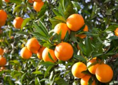 Tunisia’s 2025 Citrus Harvest Dips Slightly, Yields Sweeter, Smaller Fruit