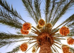 Tunisian date growers to avoid repeat of last season’s debacle
